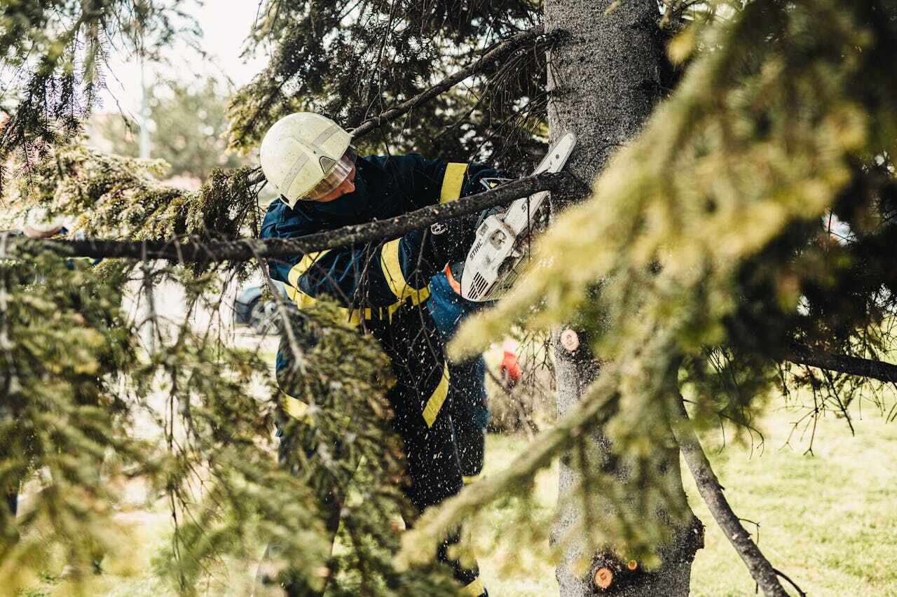 Best Tree Branch Trimming  in USA